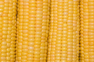 Corn background