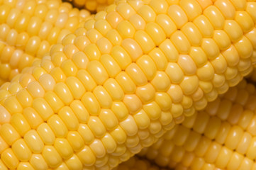 Corn background