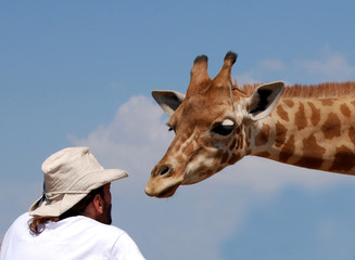 Girafe 06