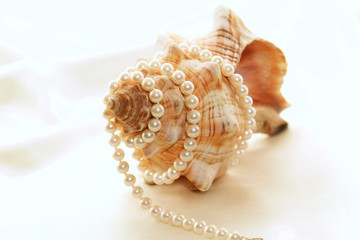 Obraz premium large conch with pearls 3