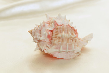 pink pointy conch 1