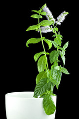 Mint plant