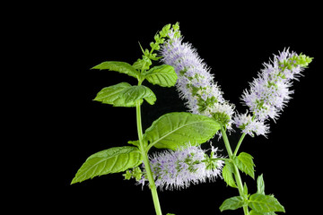 Mint plant flowers