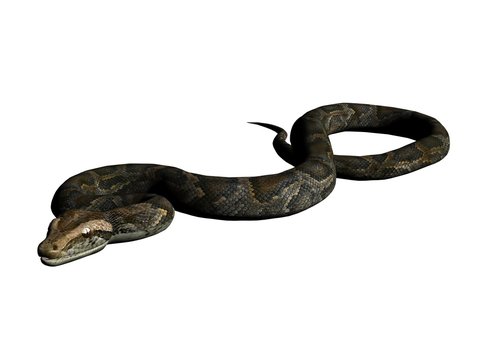 Python