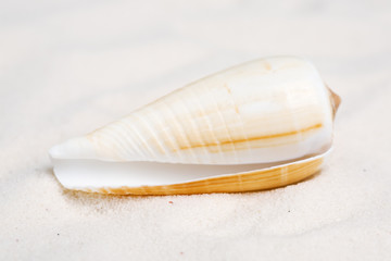 Seashell