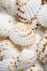 Seashells background