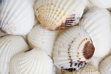Seashells background