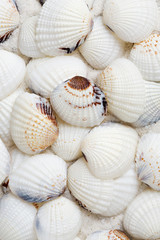 Seashells background