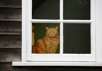 Ginger cat in dirty window