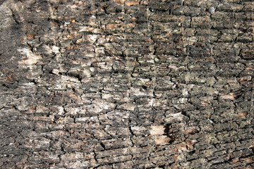 bark of a tree