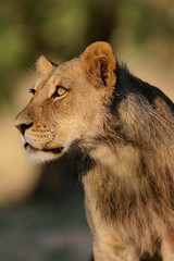 Young African lion (Panthera leo)