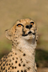 Portrait of a cheetah (Acinonyx jubatus), South Africa