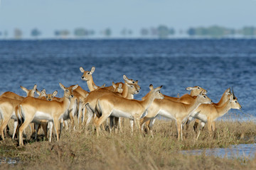 Red lechwe antelopes (Kobus leche), Botswana