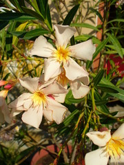 Obraz premium flowers