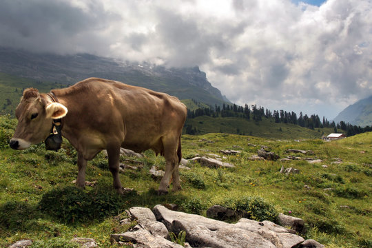 Alps and cow