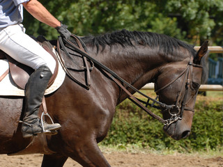 cheval de CSO sur le paddock