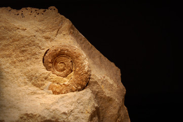 Ammonite from Russia