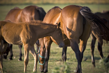 Grazing horses