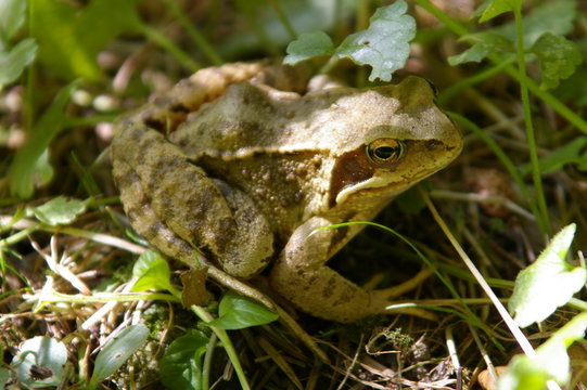 Frosch