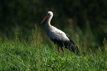 Mr. Stork