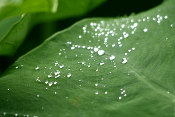 Water Droplet On Leaf