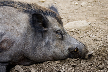 Wild Boar