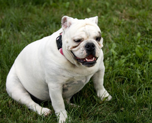 English Bulldog