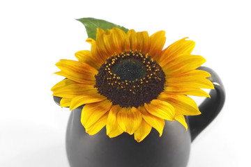 Brown vase with Sunflower.