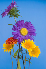 Colorful flowers against the blue background © Monika 3 Steps Ahead