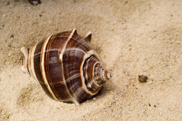 Shell