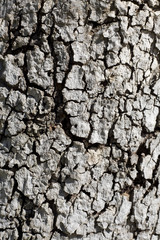 Side Lit Bark 2