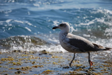 Möwe 2