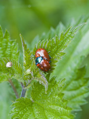 Coccinellidae