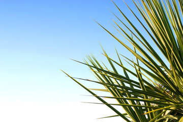 Palm leaves and beautiful blue sky.