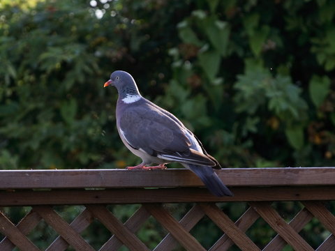 Common Wood Pigeon - Columba palumbus