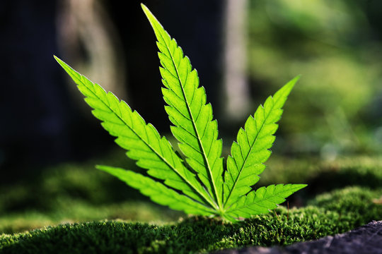 marihuana, haschich, gras, 