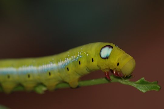 Hawk Moth Caterpillar 4