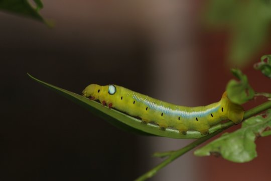 Hawk Moth Caterpillar 3