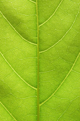 Leaf detail