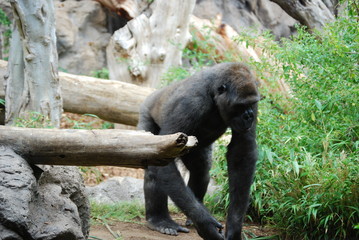 Gorilla 2
