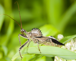 Fototapeta premium Wheel Bug