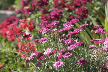 Obraz premium jardin fleuri