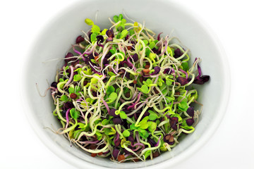Radish sprouts