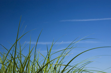 Green grass and blue sky