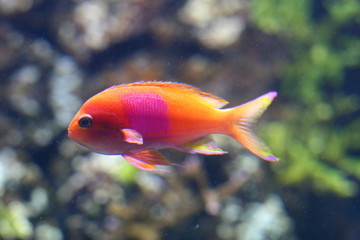 Marine Fish