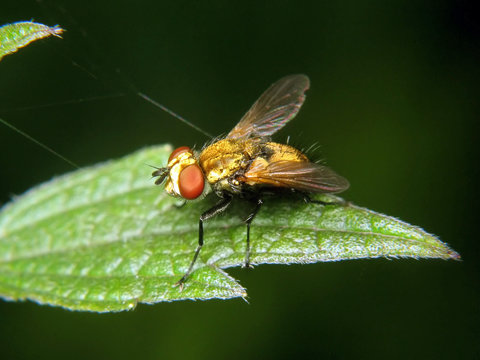 Fly