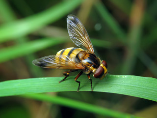 Volucella inanis