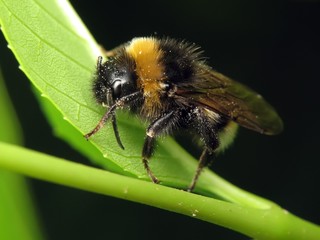 Bumblebee