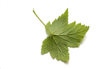 Obraz premium Black currant leaf