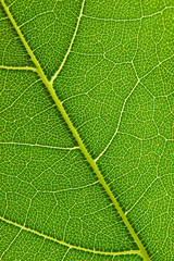 Leaf detail